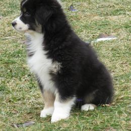 Australian Shepherd Puppies from Parsons Australian Shepherds