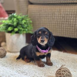 AKC Meet Shelby :) - Black and tan female Dachshund puppy in Centerville, Iowa from Barnyard Dachshunds, Dals & Doodles