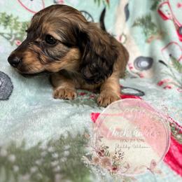 Dachshund Puppies from CSW Dachshunds