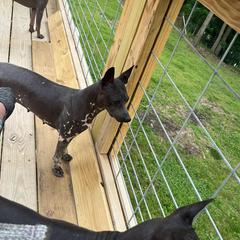 American Hairless Terriers and Chihuahuas from CAS' American Hairless Terriers and Chihuahuas
