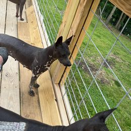 American Hairless Terriers and Chihuahuas from CAS' American Hairless Terriers and Chihuahuas