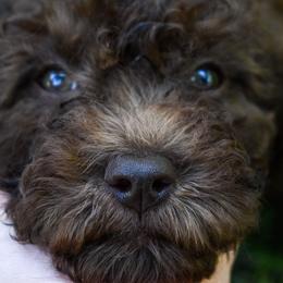 Pepper - Goldendoodle