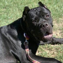 Cane Corso and French Bulldogs from Jens Den