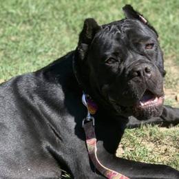 Cane Corso and French Bulldogs from Jens Den