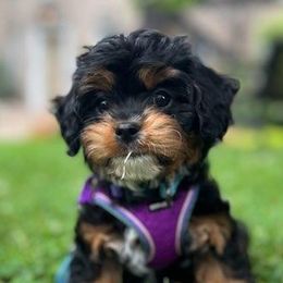 Bernedoodles, Cavalier King Charles Spaniels, Cavapoos, and Poodles from Grandeur Valley Puppies