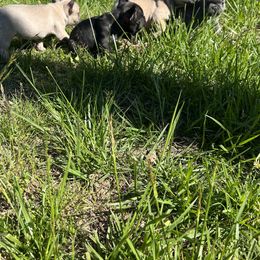 French Bulldog Puppies from Boone County Bulldogs
