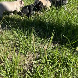 French Bulldog Puppies from Boone County Bulldogs
