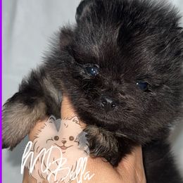 Pomeranian Puppies from MD Bella Pomeranian