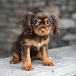 Magnolia - Chocolate female Cavalier King Charles Spaniel puppy in Sugarcreek, Ohio from Chocolate Cavalier