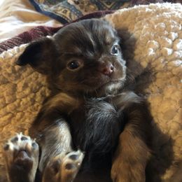 Blanche - Chocolate female Chihuahua puppy in Amelia, Virginia from Pannell’s Precious Pups