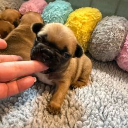 Micah - Fawn and white male French Bulldog puppy in Madison, Wisconsin from MadCity Frenchies