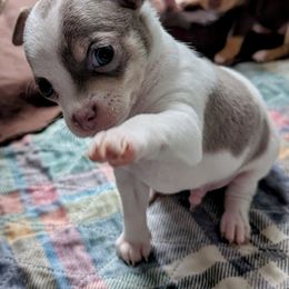Ranger - Silver male Chihuahua puppy in Leominster, Massachusetts from House of Lil  Paw