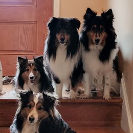 Shetland Sheepdogs from Andrew Spiegel