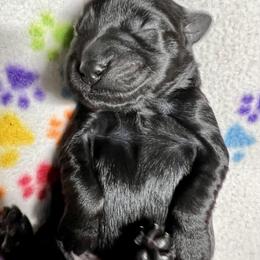 Goldendoodle and Poodle Puppies from SnickerDoodlePups