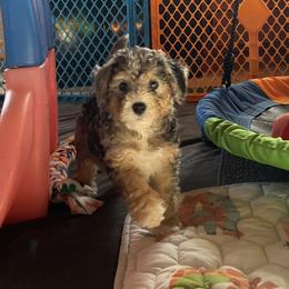 Polar - Blue merle male Bernedoodle puppy in Springfield, Missouri from Doodle Dandy Bernedoodles & Aussiedoodles
