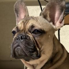 French Bulldogs from April Hankins