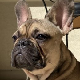 French Bulldogs from April Hankins