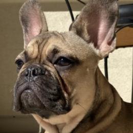 French Bulldogs from April Hankins