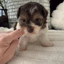 Maltipoo, Poodle, and Yorkipoo Puppies from Doodle Pups Fur-Ever