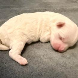 Adeline - Gold and white female Shihpoo puppy in Whitehall 18052, Pennsylvania from Lilli’s Shih tzus and Shih poos