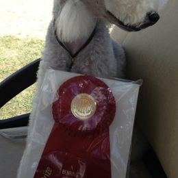 Bedlington Terriers from Silverwood