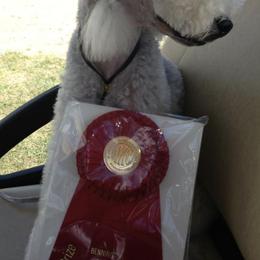 Bedlington Terriers from Silverwood