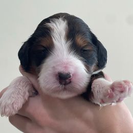 Rosemary - Red tri-color female Assorted Doodle Crosses puppy in Rocky Point, North Carolina from CelticDoods