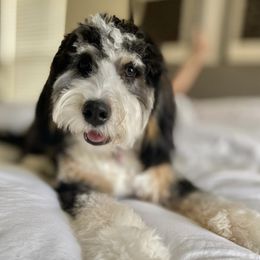 Bernedoodle All Grown Up from Puptown Bernedoodles