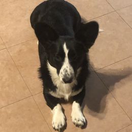 Nicki - Cardigan Welsh Corgi
