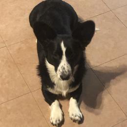 Nicki - Cardigan Welsh Corgi