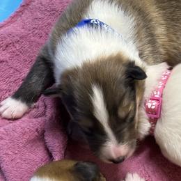 Hank - Sable and white male Collie puppy in Norris City, Illinois from Hoskins Collies