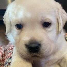 Labrador Retrievers from Stargazer Labradors