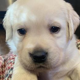 Labrador Retrievers from Stargazer Labradors