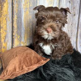 Christian - Chocolate, tan and white male Yorkshire Terrier puppy in Tulsa, Oklahoma from Conns Cuddly Canines