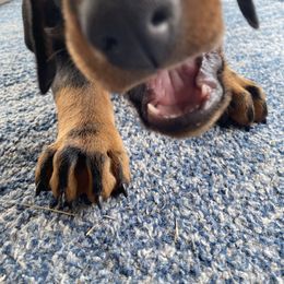 Doberman Pinscher Puppies from TeatreeDoberman