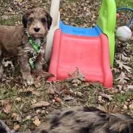 Bernedoodle and Goldendoodle Puppies from Granton Creek