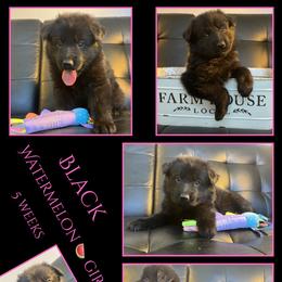 WATERMELON Girl - Black female German Shepherd puppy in Apache Junction, Arizona from CS Vista Farms