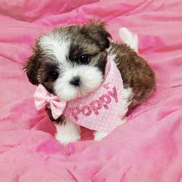 Shichon and Shih Tzu Puppies from Angie’s Teddy Bear Puppies Minnesota