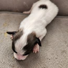Boy 1 - Papillon puppy in Spokane Valley, Washington from D and T's Papillons