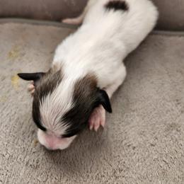 Boy 1 - Papillon puppy in Spokane Valley, Washington from D and T's Papillons