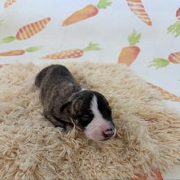 Lynx - Fawn brindle male Whippet puppy in Fort Myers, Florida from Rainbow Whippets