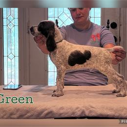 Green - Liver and white male German Wirehaired Pointer puppy in Umatilla, Florida from Double D Picards and GWPs