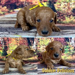 Golden Delicious - Apricot Poodle puppy in Swansboro, North Carolina from Monarch Standard Poodles
