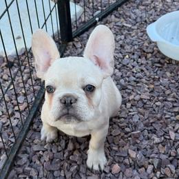 Hank - White male French Bulldog puppy in Waitts Lake, Washington from Best Friend standard Frenchies