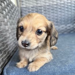 Stanley - Wheaten male Dachshund puppy in Troup, Texas from Darling Doxies