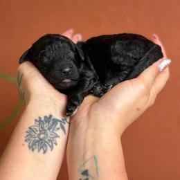 Rosie - Black female Poodle puppy in Midwest City, Oklahoma from Strawberry Hill Puppy Patch