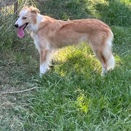 Vibe - Border Collie