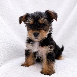 Sage - Black and tan male Yorkshire Terrier puppy in Iron Mountain, Michigan from Celestial Family Terriers (Yooper Yorkies)