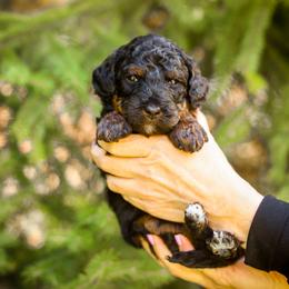 Bernedoodle and Goldendoodle Puppies from Saratoga Springs Doodles