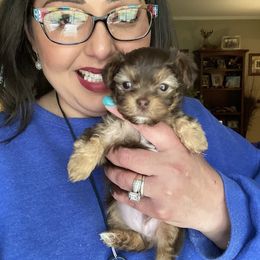 Poodle, Yorkipoo, and Yorkshire Terrier Puppies from Yorkie Oodle Doodle